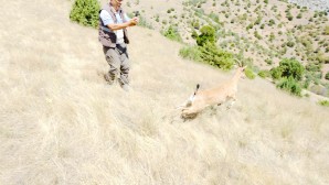 Kazankaya Kanyonu’na 5 Dağ Keçisi salındı