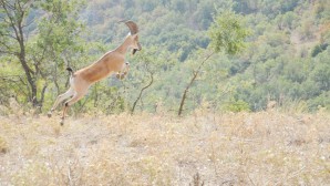 Kazankaya kanyonuna 6 adet dağ keçisi salındı