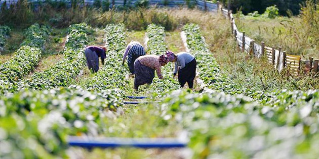 Çiftçilere 10 Bin 300 TL’ye kadar destekleme ödemesi